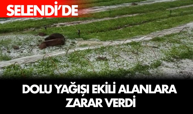 Selendi'de dolu yağışı ekili alanlara zarar verdi