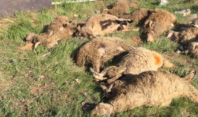  Sokak köpekleri koyunlarını telef etti belediye yetkilileri akıl almaz cevap verdi 