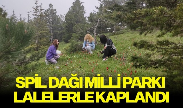 Spil Dağı Milli Parkı lalelerle kaplandı