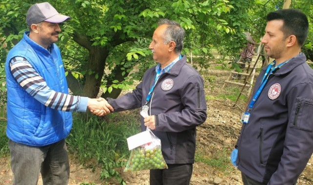 Turgutlu'da erik bahçelerinden pestisit denetimi kapsamında numuneler alındı