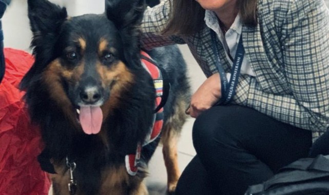Türkiye'de deprem çalışmalarına katılan arama-kurtarma köpeği Aaron hayatını kaybetti