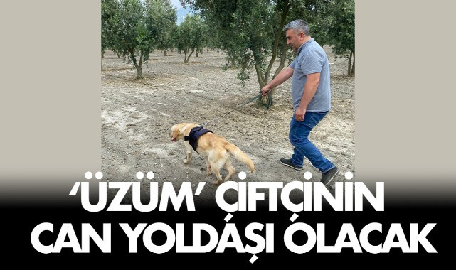 'Üzüm' Çiftçinin Can Yoldaşı Olacak