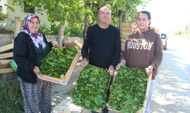 Üzümden önce yaprağı gelir kapısı oldu