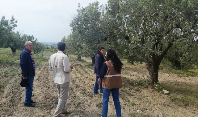 Zeytin bahçelerinde hastalık zararlı kontrolleri