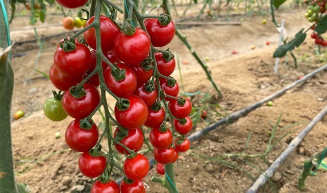 7 türde 50 çeşit tohumu 16 ülkeye ihraç ediyor