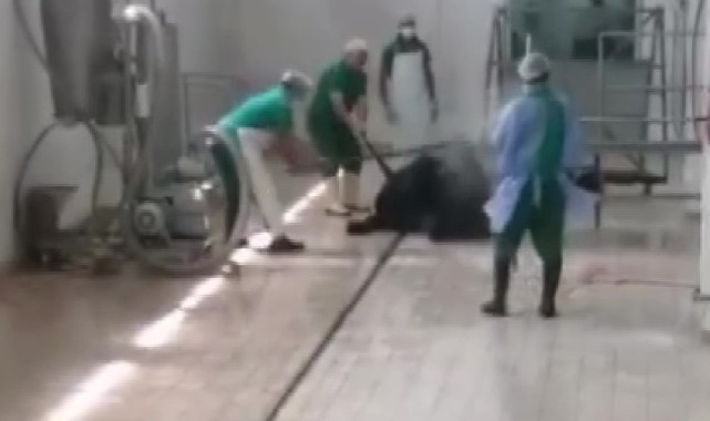 Adana Et ve Süt Kurumu’nda skandal görüntüler