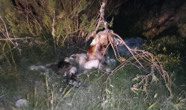 Ankara’da 17 köpek ağaca asılmış halde bulundu