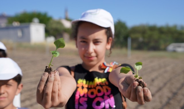 Ata tohumu ve lavantadan sonra ekinezya da Seferihisar tarımının yeni yıldızı olacak 