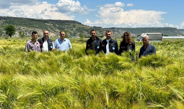 Büyükşehir’in Dağıttığı Arpa ve Buğday Tohumları Verimliliğiyle Yüz Güldürdü