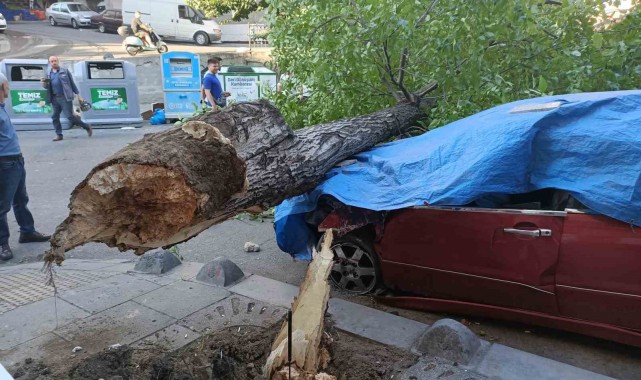 Ceviz ağacı 2 aracın üstüne devrildi