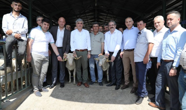 Damızlık koçlar sahiplerini buldu
