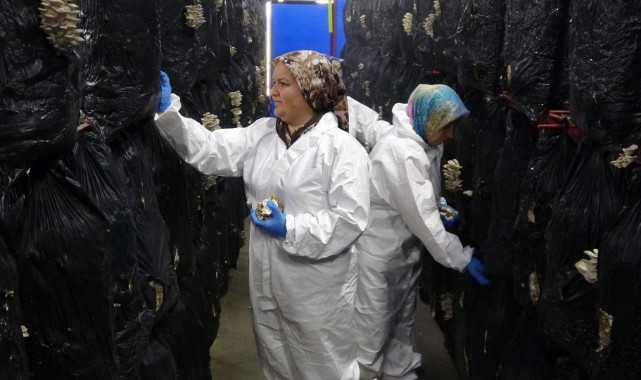 Devlet desteğiyle kurulan tesiste günlük 500 kilogram istiridye mantarı üretiliyor 