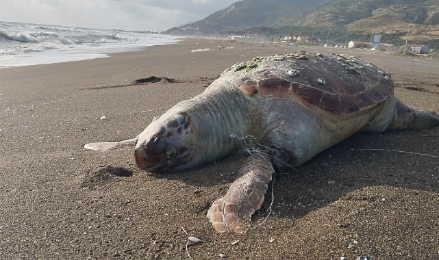 Hatay'da sahilde ölü caretta caretta bulundu