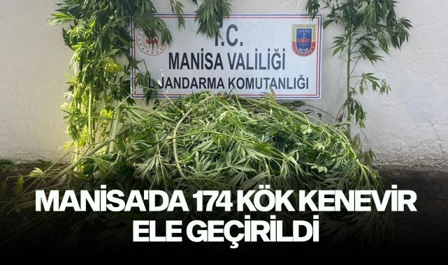 Manisa'da 174 kök kenevir ele geçirildi