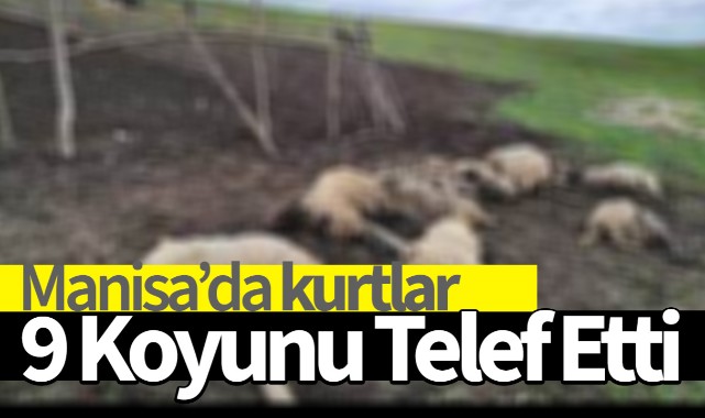 Manisa'da kurtlar 9 koyunu telef etti
