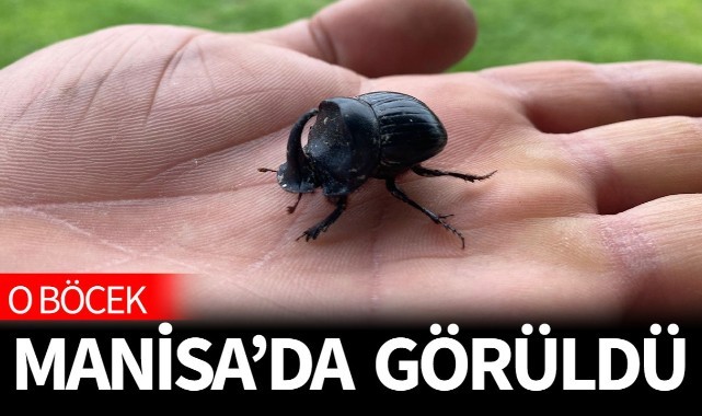 O böcek Manisa'da görüldü