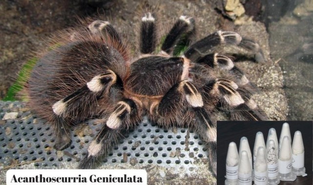 Posta kargosunda 76 adet yavru tarantula ele geçirildi