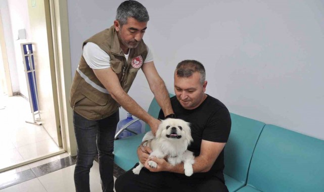 Salihli'de bin kedi ve köpeğe mikroçip takıldı
