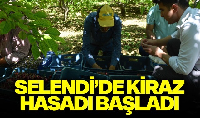 Selendi’de kiraz hasadı başladı