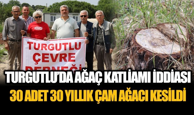 Turgutlu'da ağaç katliamı iddiası: 30 adet 30 yıllık çam ağacı kesildi!