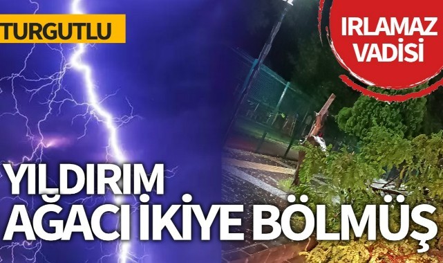 Turgutlu'da düşen yıldırım ağacı ikiye böldü