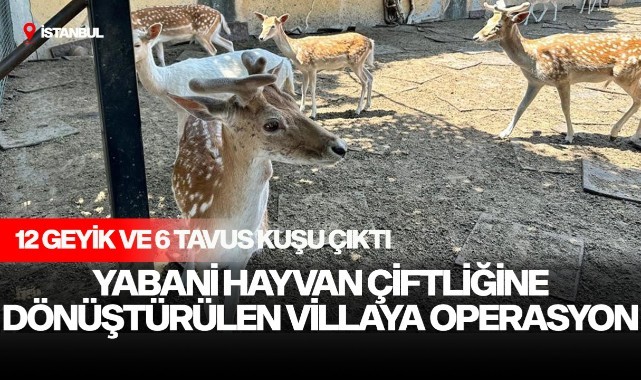 Yabani hayvan çiftliğine dönüştürülen villaya operasyon: 12 geyik ve 6 tavus kuşuna el konuldu