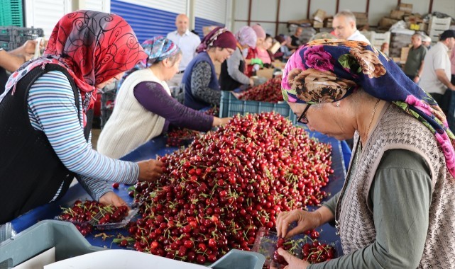 Yağışa dayanıklı "Napolyon kirazı"nda ihracat hızlı başladı