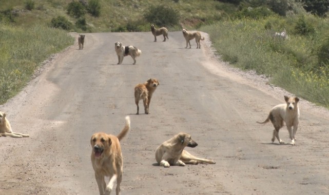 Yüzlerce başıboş köpek açlıktan birbirlerini yemeye başladı