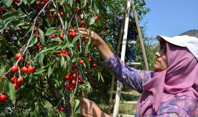 Demirci'nin yaylalarında vişne hasadı başladı