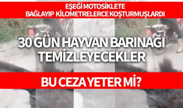 Eşeğe eziyete 30 gün hayvan barınağı cezası!