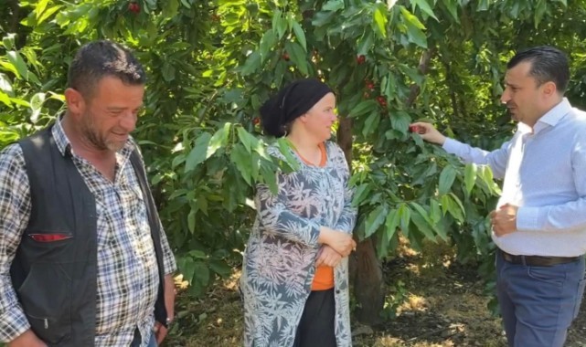 'Kiraz dalında para etmiyor, tezgahta yanına yaklaşılmıyor'