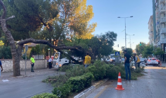 Kuruyan çam ağacı ağırlığa dayanamayarak yol devrildi