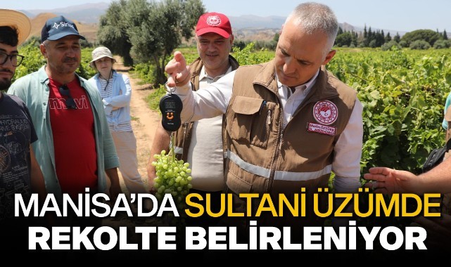 Manisa’da sultani üzümde rekolte belirleniyor
