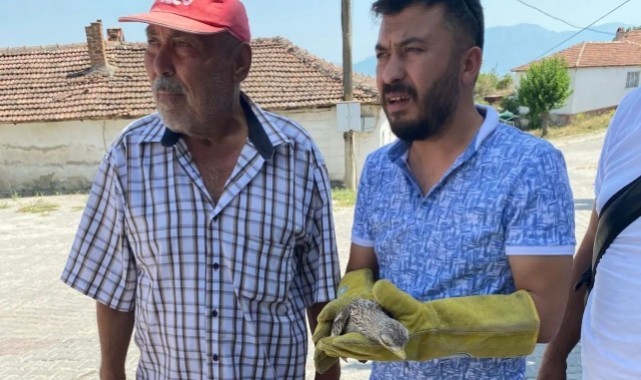 Manisa’da yaralı bayağı kocagöz kuşu tedavi altına alındı