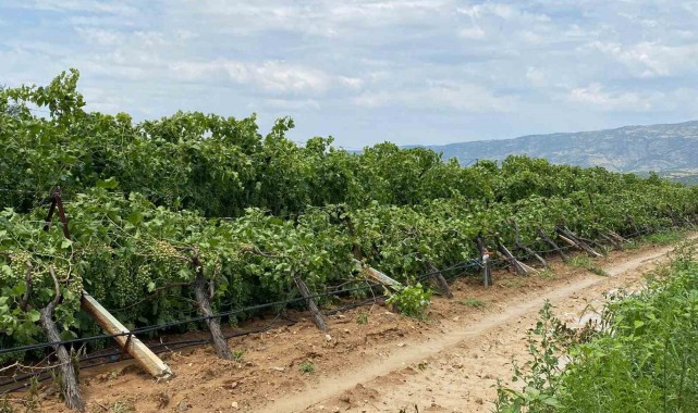 Manisa'daki fırtına ve dolunun yol açtığı zarar tespit edilmeye başlandı