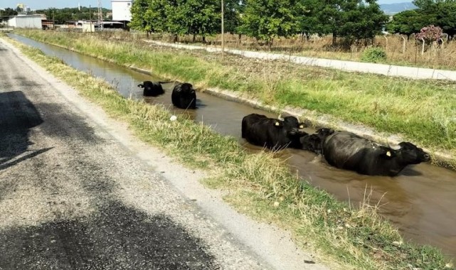 Sulama kanalına giren büyükbaş hayvanları itfaiye kurtardı