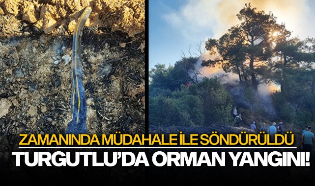 Turgutlu'da orman yangını! Zamanında müdahaleyle söndürüldü