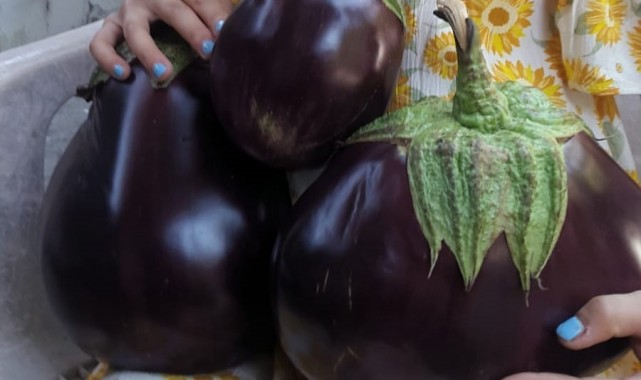 1 kiloluk patlıcanlar ilgi odağı oldu