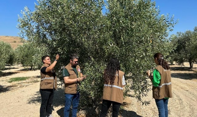 Ahmetli'de zeytin bahçelerinde hastalık zararlı kontrolü