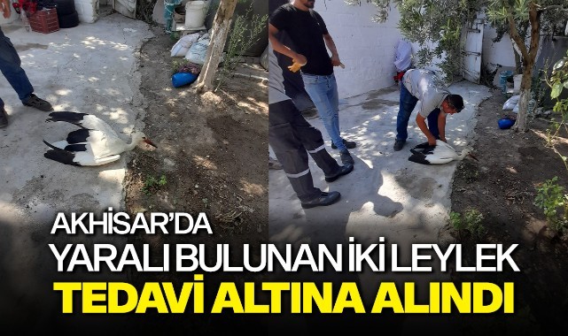 Akhisar'da yaralı bulunan iki leylek tedavi altına alındı