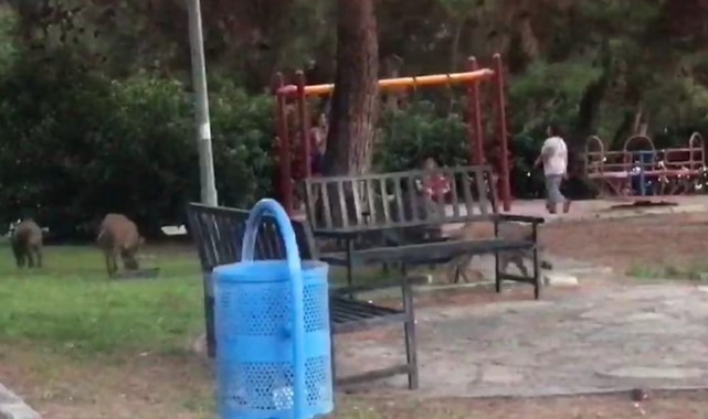 Balçova'da çocuklar parkta oynadı, domuz sürüsü yiyecek aradı