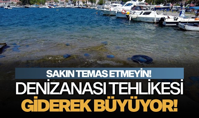 Denizanası tehlikesi giderek büyüyor