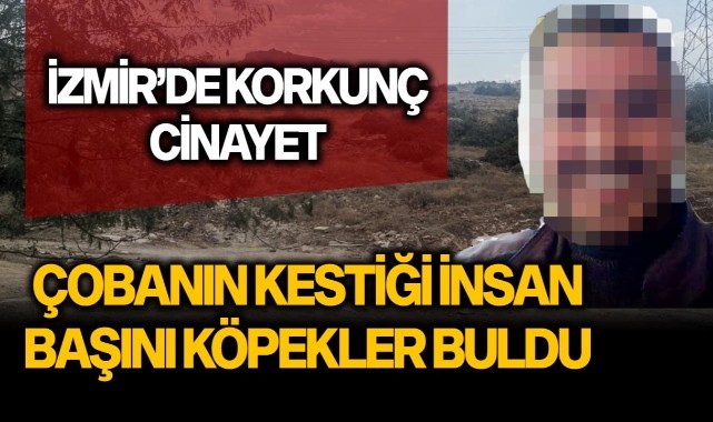 İzmir'de korkunç cinayet! Çobanın kestiği insan başını köpekler buldu