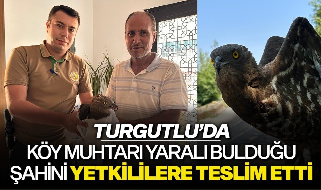 Köy muhtarı yaralı bulduğu şahini yetkililere teslim etti