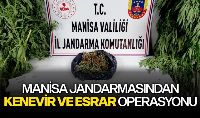 Manisa Jandarmasından kenevir ve esrar operasyonu