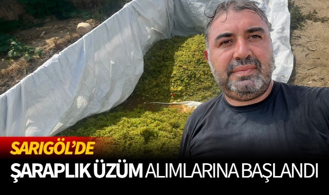 Sarıgöl'de şaraplık üzüm alımlarına başlandı