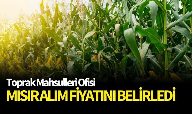 TMO Mısır alım fiyatını belirledi
