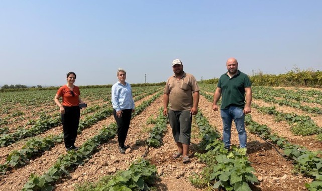 Turgutlu Ovası'nda hasat dönemi