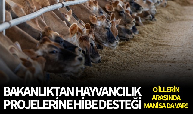 Bakanlıktan hayvancılık projelerine hibe desteği: O illerin arasında Manisa da var!