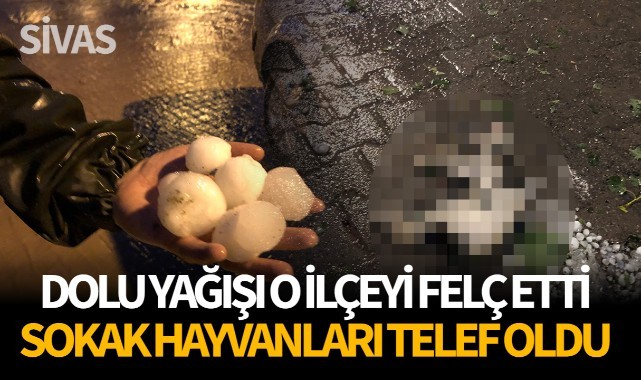 Dolu yağışı o ilçeyi felç etti! Sokak hayvanları öldü